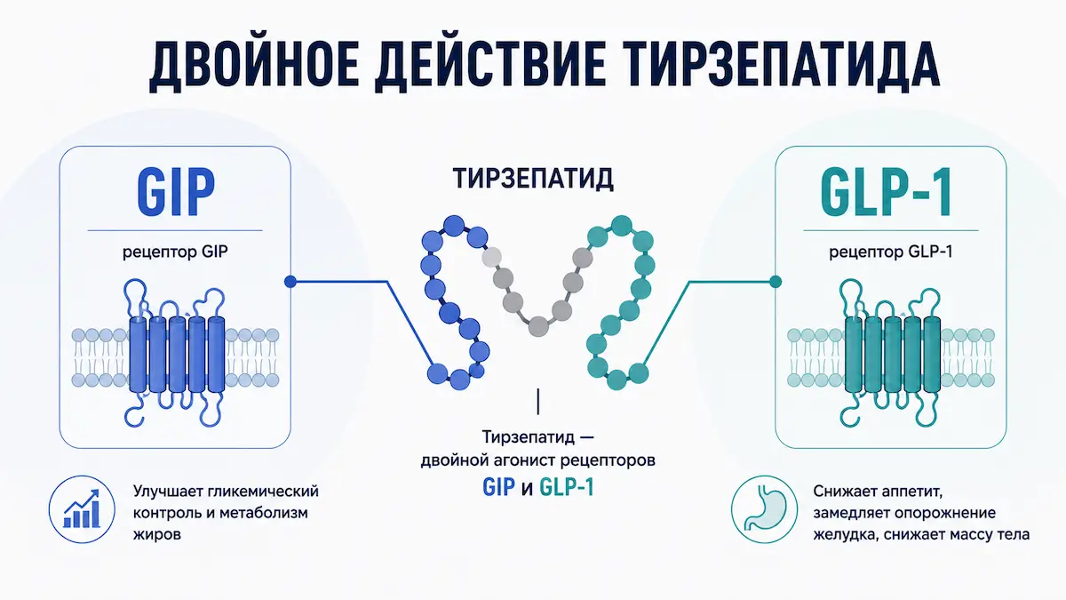 Двойной механизм тирзепатида: рецепторы GIP и GLP-1, санаторий Тюрьма для жира