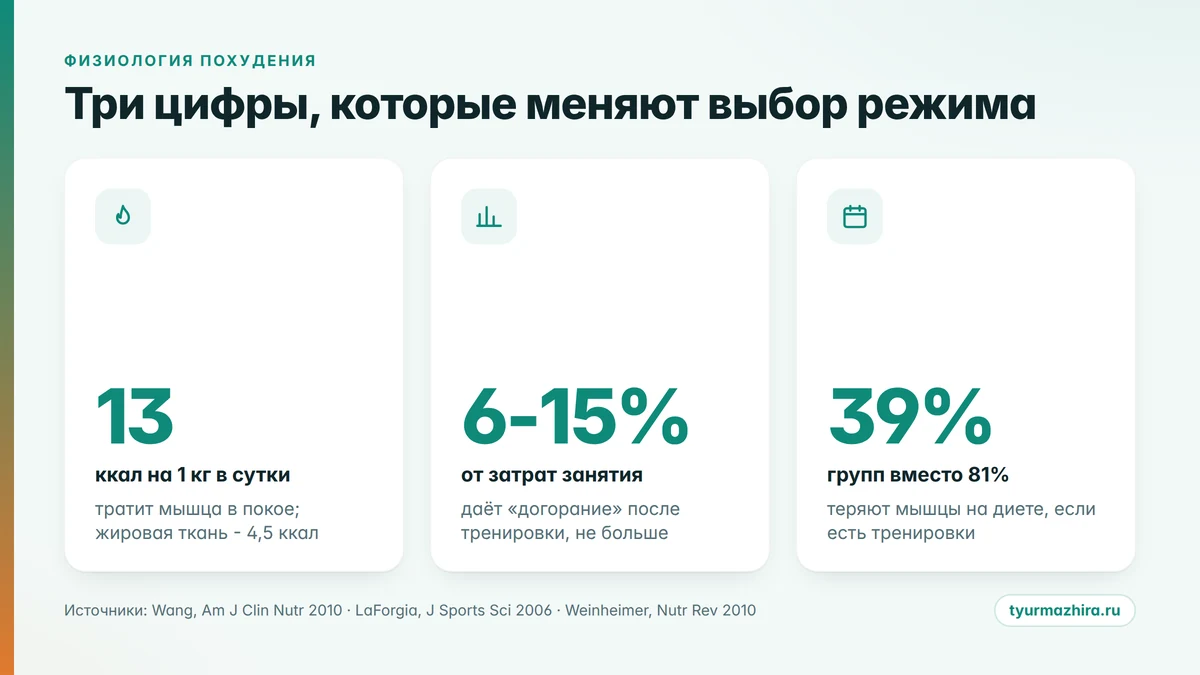 Три цифры, которые меняют выбор режима тренировок Сколько калорий тратят мышцы и жировая ткань в покое, вклад догорания после тренировки