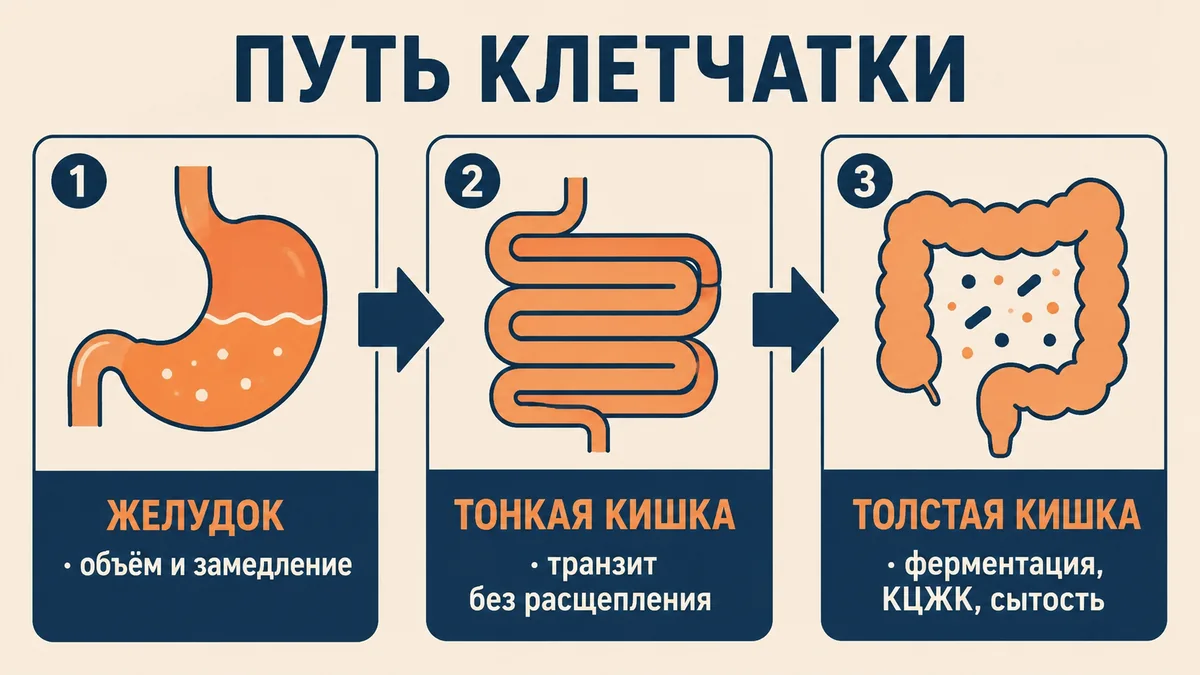 норма клетчатки в день: схема пути пищевых волокон от желудка до толстого кишечника