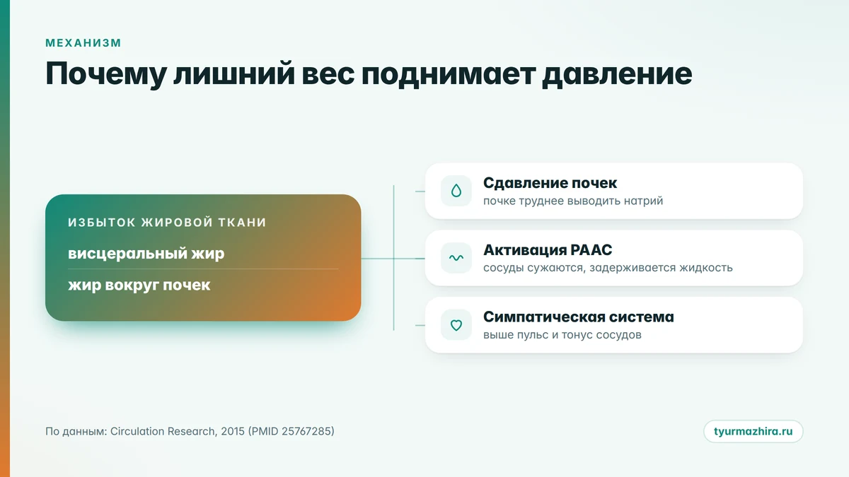 Почему лишний вес поднимает давление Схема: как избыток жировой ткани повышает артериальное давление