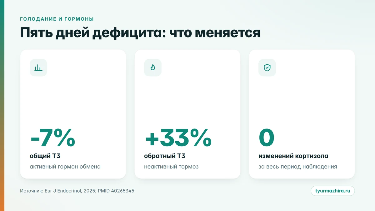 Голодание и щитовидная железа: три цифры за пять дней дефицита энергии