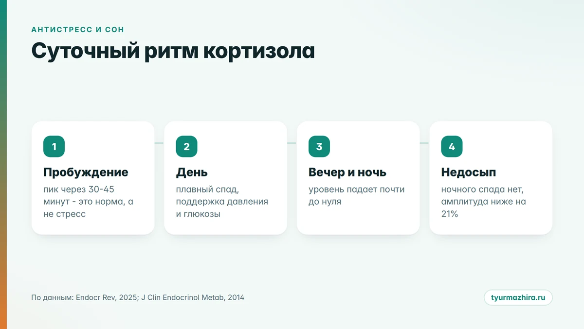 Суточный ритм кортизола Как снизить кортизол: суточный ритм гормона стресса, пик утром и минимум к ночи