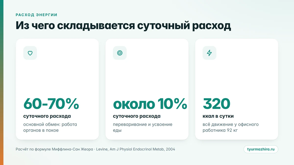Сколько калорий тратит человек в день: инфографика со структурой суточного расхода энергии