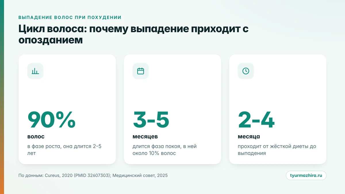 Цикл волоса и сроки: почему выпадение запаздывает Выпадают волосы при похудении: цикл роста волоса и сроки телогенового выпадения